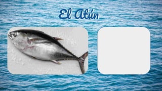 El AtúnEl Atún
 