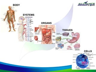 BODY
SYSTEMS
ORGANS
TISSUES
CELLS
 