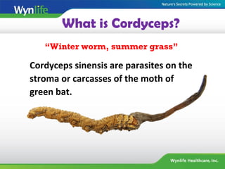What is Cordyceps?
“Winter worm, summer grass”
Cordyceps sinensis are parasites on the
stroma or carcasses of the moth of
green bat.
 