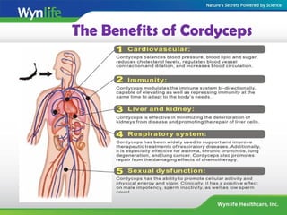 The Benefits of Cordyceps
 