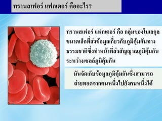 ทรานสเฟอร์ แฟกเตอร์ คืออะไร?
WHAT IS TRANSFER FACTOR?

              ทรานสเฟอร์ แฟกเตอร์ คือ กลุ่มของโมเลกุล
               Transfer Factor is a set of tiny
              ขนาดเล็กimmune ลเกี่ยวกับภูมิคุ้มกันทาง
               natural ที่สงข้อมู messenger
                           ่
              ธรรมชาติซงthat impartสัimmune มิคมกัน
               moleculesึ่ ทาหน้าที่ส่ง ญญาณภู ุ้
               signals between immune cells.
              ระหว่างเซลล์ภูมิคมกัน
                                ุ้
              It stores เก็บข้อมูลภูมิคุ้มกันซึ่งสามารถ
                 มันจัด immune information that
              can be transferred from a donor to
                  ถ่ายทอดจากคนหนึ่งไปยังคนหนึ่งได้
              a recipient.
 