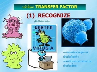 หน้าที่ของ TRANSFER FACTOR

 (1) RECOGNIZE
     (ชี้ตัวได้อย่างรวดเร็ว)




                               การมองเห็นสาเหตุความ
                               เจ็บป่วยโดยเร็ว
                               จะทาให้ระยะเวลาของความ
                               เจ็บป่วยสั้นลง
 