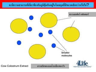 IS THERE ANY IMMUNE POWER บภูมิคุ้มกันSMALLER MOLECULES?กกว่าหรือไม่?
      จะมีความสามารถที่เกี่ยวข้องกั IN THESE อยู่ในโมเลกุลที่มีขนาดเล็

                                                          ทรานสเฟอร์ แฟกเตอร์
                                                            Transfer Factors




                                                   Smaller
                                                   molecules



Cow Colostrum Extract       สารสกัดของนมน้าเหลืองของวัว
 