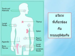 อวัยวะ
 ที่เกี่ยวข้อง
     กับ
ระบบภูมิคุ้มกัน
 