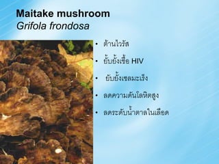 Maitake mushroom
Grifola frondosa
             •   ต้านไวรัส
             •   ยั้บยังเชื้อ HIV
                       ้
             •   ยับยั้งเซลมะเร็ง
             •   ลดความดันโลหิตสูง
             •   ลดระดับน้้าตาลในเลือด
 