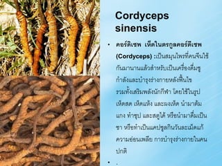 Cordyceps
    sinensis
•   คอร์ดเซพ เห็ดในตรกูลคอร์ดีเซพ
           ิ
    (Cordyceps) :เป็นสมุนไพรที่คนจีนใช้
    กันมานานแล้วส้าหรับเป็นเครืองดื่มชู
                                 ่
    ก้าลังและบ้ารุงร่างกายหลังฟื้นไข
    รวมทั้งเสริมพลังนักกีฬา โดยใช้ในรูป
    เห็ดสด เห็ดแห้ง และผงเห็ด น้ามาต้ม
    แกง ท้าซุป และสตูได้ หรือน้ามาดื่มเป็น
    ชา หรือท้าเป็นแคปซูลกินวันละเม็ดแก้
    ความอ่อนเพลีย การบ้ารุงร่างกายในคน
    ปกติ
• .
 