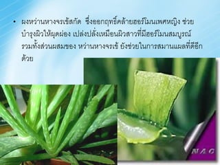 •   ผงหว่านหางจรเข้สกัด ซึ่งออกฤทธิ์คล้ายฮอร์โมนเพศหญิง ช่วย
    บ้ารุงผิวให้ผุดผ่อง เปล่งปลั่งเหมือนผิวสาวที่มีฮอร์โมนสมบูรณ์
    รวมทั้งส่วนผสมของ หว่านหางจรเข้ ยังช่วยในการสมานแผลที่ดีอีก
    ด้วย
 