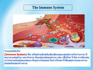 The Immune System




ระบบภูมิคุ้มกัน
(Immune System) คือ เครือข่ายอันสลับซับซ้อนของเซลล์ภายในร่างกาย ที่
พยายามต่อต้าน และทาลาย สิ่งแปลกปลอมต่างๆ เช่น เชื้อโรค ไวรัส การอักเสบ
การกลายพันธุ์ของเซลมะเร็งอย่างไม่ลดละในการรักษาไว้ซึ่งสุขภาพและความ
ปลอดภัยของร่างกาย
 