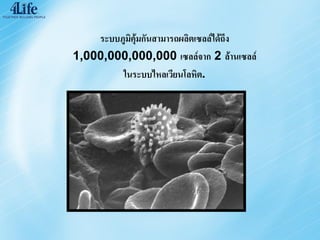 ระบบภูมิคุ้มกันสามารถผลิตเซลล์ได้ถึง
1,000,000,000,000 เซลล์จาก 2 ล้านเซลล์
         ในระบบไหลเวียนโลหิต.
 