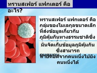 WHAT IS TRANSFER FACTOR?  Transfer Factor is a set of tiny natural immune messenger molecules that impart immune signals between immune cells.  It stores immune information that can be transferred from a donor to a recipient. ทรานสเฟอร์ แฟกเตอร์ คืออะไร ? ทรานสเฟอร์ แฟกเตอร์ คือ กลุ่มของโมเลกุลขนาดเล็กที่ส่งข้อมูลเกี่ยวกับภูมิคุ้มกันทางธรรมชาติซึ่งทำหน้าที่ส่งสัญญาณภูมิคุ้มกันระหว่างเซลล์ภูมิคุ้มกัน มันจัดเก็บข้อมูลภูมิคุ้มกันซึ่งสามารถ ถ่ายทอดจากคนหนึ่งไปยังคนหนึ่งได้ 