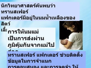 Transfer Factors  equip the new cells with the data to   recognize ,  respond  &  remember   when a threat is encountered. Breastfeeding mothers pass on their immunity to their babies. Scientists discovered that  Transfer Factors  exist also in the  Colostrum of  all   MAMMALS นักวิทยาศาสตร์ค้นพบว่า ทรานสเฟอร์  แฟกเตอร์มีอยู่ในนมน้ำเหลืองของสัตว์ เลี้ยงลูกด้วยนมทุกชนิด การให้นมแม่ เป็นการส่งผ่าน ภูมิคุ้มกันจากแม่ไปสู่ลูก ทรานสเฟอร์ แฟกเตอร์ ช่วยติดตั้งข้อมูลในการจำแนก  การตอบสนอง และการจดจำ ให้กับเซลล์ภูมิคุ้มกันใหม่ๆ 