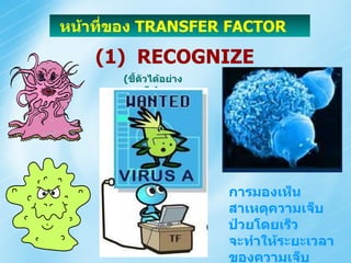 ( ชี้ตัวได้อย่างรวดเร็ว ) หน้าที่ของ  TRANSFER FACTOR   (1)  RECOGNIZE การมองเห็นสาเหตุความเจ็บป่วยโดยเร็ว จะทำให้ระยะเวลาของความเจ็บป่วยสั้นลง 