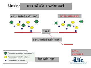 Filters Making Tri-Factor Nano Factor Transfer Factor Tri-Factor Large Colostrum Molecules Transfer Factor Molecules Nano Factor Molecules Transfer Factors r Nano Factors การผลิตไตร - แฟกเตอร์ ทรานสเฟอร์ แฟกเตอร์ นาโน แฟกเตอร์ นาโน แฟกเตอร์ ไตร - แฟกเตอร์ กรอง ทรานสเฟอร์ แฟกเตอร์ โมเลกุลขนาดใหญ่ของน้ำนมเหลืองจากวัว โมเลกุลของทรานสเฟอร์ แฟกเตอร์ โมเลกุลของนาโน แฟกเตอร์ 