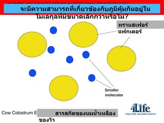 Cow Colostrum Extract IS THERE ANY IMMUNE POWER IN THESE SMALLER MOLECULES?  สารสกัดของนมน้ำเหลืองของวัว ทรานสเฟอร์ แฟกเตอร์ จะมีความสามารถที่เกี่ยวข้องกับภูมิคุ้มกันอยู่ในโมเลกุลที่มีขนาดเล็กกว่าหรือไม่ ? Transfer Factors Smaller molecules 