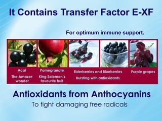 It Contains Transfer Factor E-XF For optimum immune support. Antioxidants from Anthocyanins To fight damaging free radicals Acai  The Amazon wonder Pomegranate King Solomon’s favourite fruit Elderberries and Blueberries Bursting with antioxidants Purple grapes 