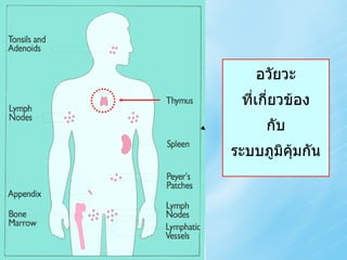 อวัยวะ ที่เกี่ยวข้อง กับ ระบบภูมิคุ้มกัน 