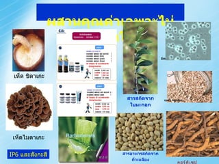 ผสานคุณค่าเฉพาะไม่เหมือนใคร คอร์ดิเซป IP6  และสังกะสี Barbadensis  เห็ด ชิตาเกะ เห็ดไมตาเกะ ยีสต์ทำขนมปัง เบต้า กลูแคน สารอาหารสกัดจาก ถั่วเหลือง สารสกัดจาก ใบมะกอก 