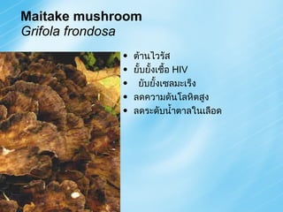 Maitake mushroom Grifola frondosa ต้านไวรัส ยั้บยั้งเชื้อ  HIV ยับยั้งเซลมะเร็ง ลดความดันโลหิตสูง ลดระดับน้ำตาลในเลือด 
