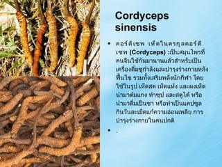 Cordyceps sinensis คอร์ดิเซพ  เห็ดในตรกูลคอร์ดีเซพ  (Cordyceps) : เป็นสมุนไพรที่คนจีนใช้กันมานานแล้วสำหรับเป็นเครื่องดื่มชูกำลังและบำรุงร่างกายหลังฟื้นไข รวมทั้งเสริมพลังนักกีฬา โดยใช้ในรูป เห็ดสด เห็ดแห้ง และผงเห็ด นำมาต้มแกง ทำซุป และสตูได้ หรือนำมาดื่มเป็นชา หรือทำเป็นแคปซูลกินวันละเม็ดแก้ความอ่อนเพลีย การบำรุงร่างกายในคนปกติ . 