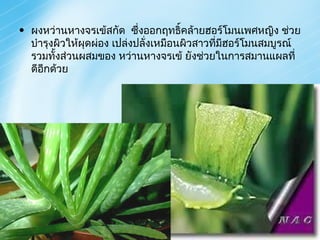 ผงหว่านหางจรเข้สกัด  ซึ่งออกฤทธิ์คล้ายฮอร์โมนเพศหญิง ช่วยบำรุงผิวให้ผุดผ่อง เปล่งปลั่งเหมือนผิวสาวที่มีฮอร์โมนสมบูรณ์ รวมทั้งส่วนผสมของ หว่านหางจรเข้ ยังช่วยในการสมานแผลที่ดีอีกด้วย 