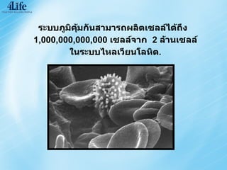 ระบบภูมิคุ้มกันสามารถผลิตเซลล์ได้ถึง   1,000,000,000,000  เซลล์จาก   2  ล้านเซลล์ ในระบบไหลเวียนโลหิต . 