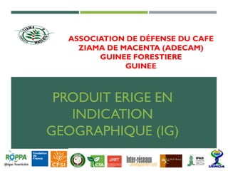ASSOCIATION DE DÉFENSE DU CAFE
ZIAMA DE MACENTA (ADECAM)
GUINEE FORESTIERE
GUINEE
PRODUIT ERIGE EN
INDICATION
GEOGRAPHIQUE (IG)
 