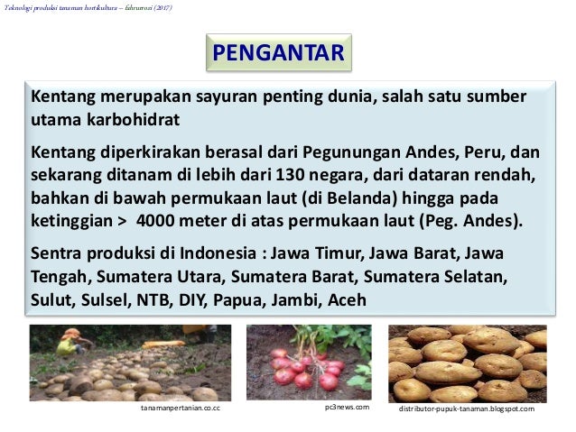 Produksi Tanaman Kentang