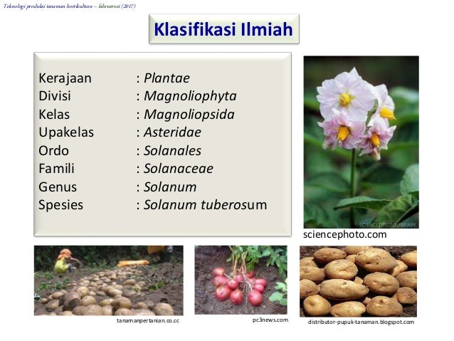 Produksi Tanaman Kentang