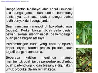 Kappa muncul setelah melempar mentimun