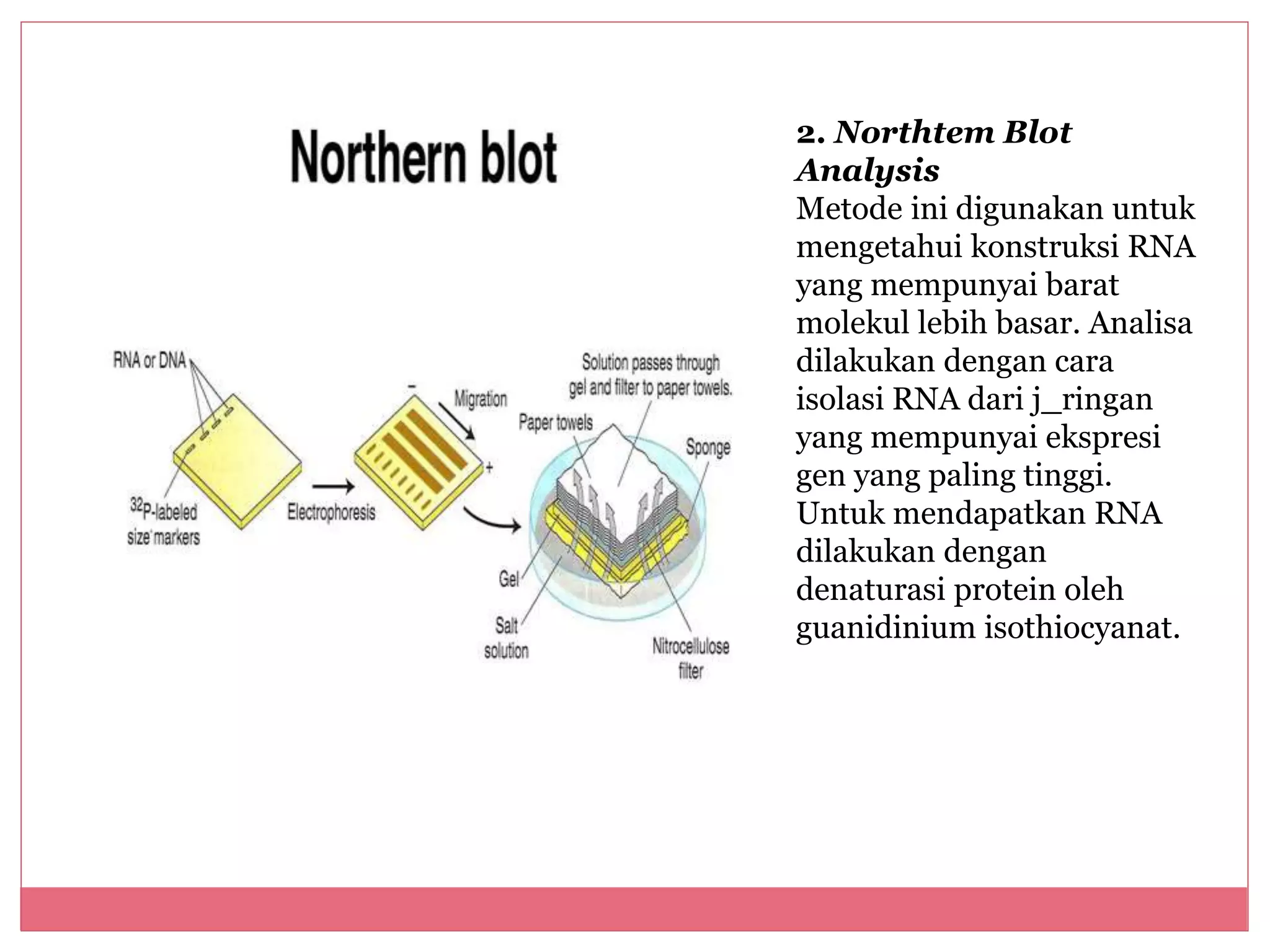 Produksi sapi transgenetik | PPTX