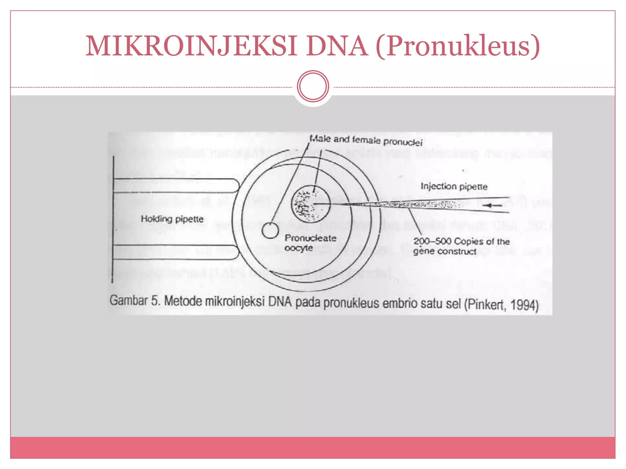 Produksi sapi transgenetik | PPTX