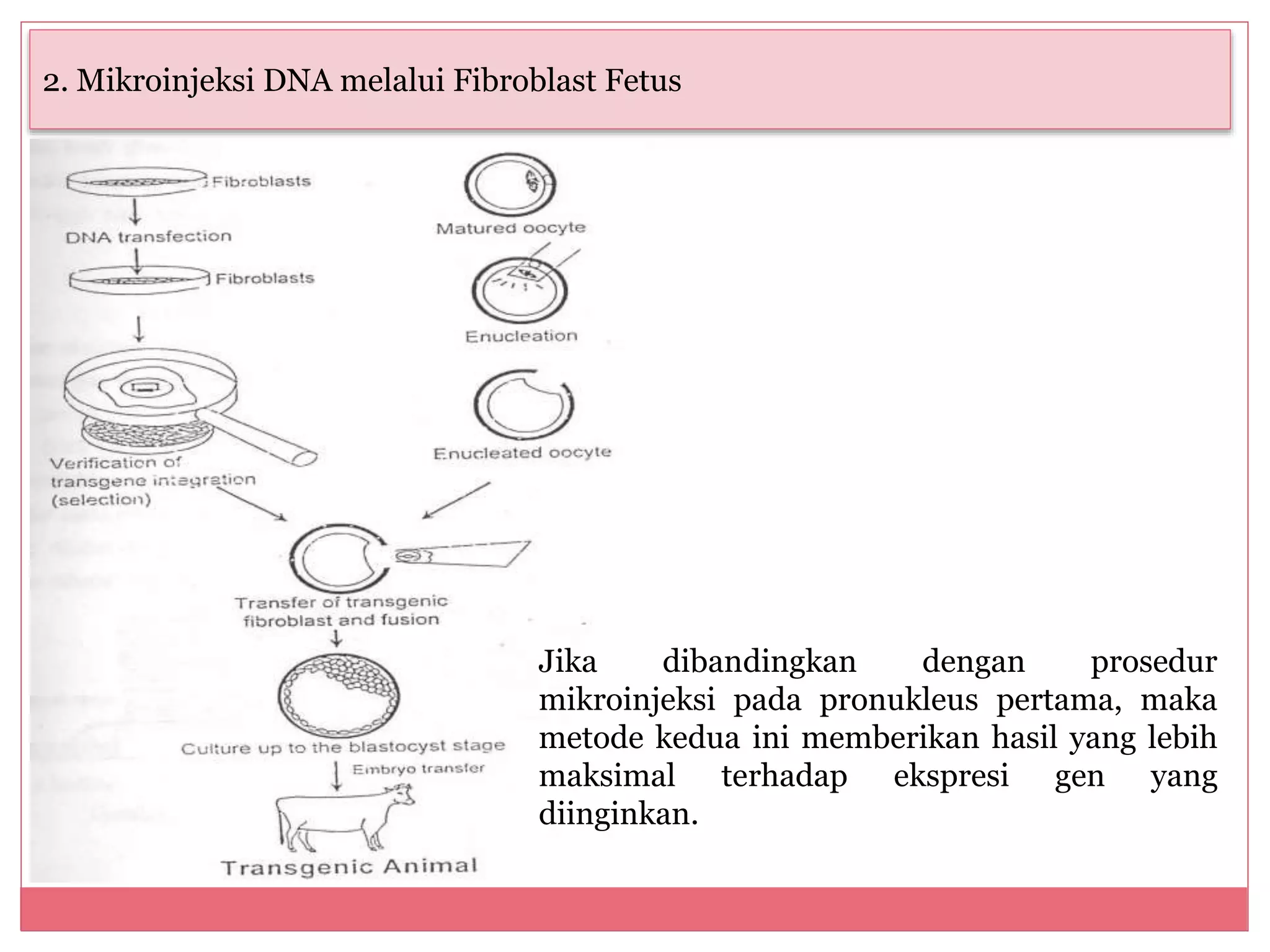 Produksi sapi transgenetik | PPTX