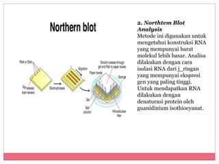 2. Northtem Blot 
Analysis 
Metode ini digunakan untuk 
mengetahui konstruksi RNA 
yang mempunyai barat 
molekul lebih basar. Analisa 
dilakukan dengan cara 
isolasi RNA dari j_ringan 
yang mempunyai ekspresi 
gen yang paling tinggi. 
Untuk mendapatkan RNA 
dilakukan dengan 
denaturasi protein oleh 
guanidinium isothiocyanat. 
 
