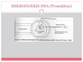 MIKROINJEKSI DNA (Pronukleus) 
 