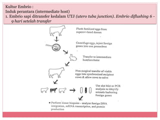 Kultur Embrio : 
Induk perantara (intermediate host) 
1. Embrio sapi ditransfer kedalam UTJ (utero tuba junction). Embrio diflushing 6 - 
9 hari setelah transfer 
 