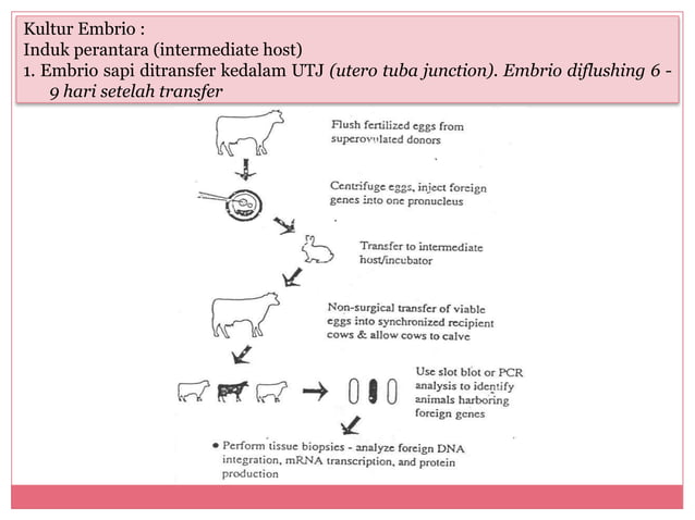 Produksi sapi transgenetik | PPT