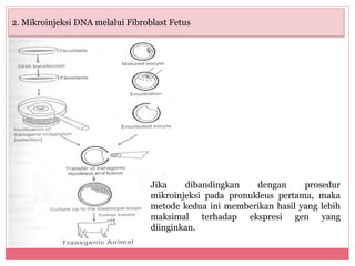 2. Mikroinjeksi DNA melalui Fibroblast Fetus 
Jika dibandingkan dengan prosedur 
mikroinjeksi pada pronukleus pertama, maka 
metode kedua ini memberikan hasil yang lebih 
maksimal terhadap ekspresi gen yang 
diinginkan. 
 