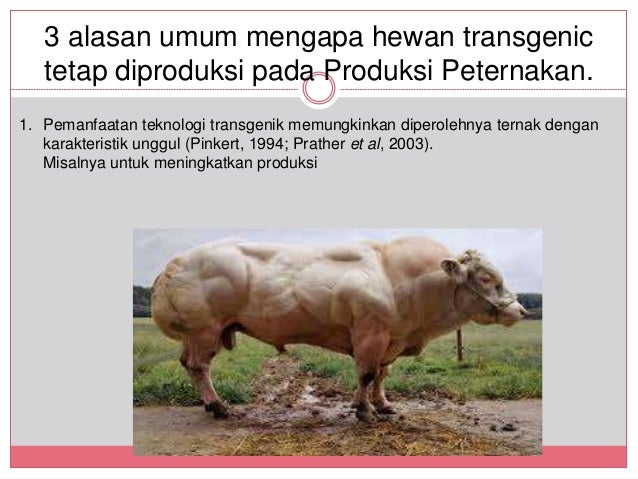 Produksi Sapi Transgenetik