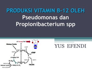 PPRODUKSI VITAMIN B-12 OLEHRODUKSI VITAMIN B-12 OLEH
Pseudomonas dan
Propionibacterium spp
YUS EFENDI
 