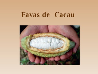 Favas de  Cacau 