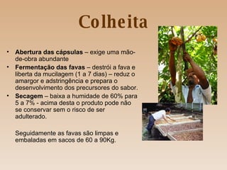 Colheita Abertura das cápsulas  – exige uma mão-de-obra abundante Fermentação das favas  – destrói a fava e liberta da mucilagem (1 a 7 dias) – reduz o amargor e adstringência e prepara o desenvolvimento dos precursores do sabor. Secagem  – baixa a humidade de 60% para 5 a 7% - acima desta o produto pode não se conservar sem o risco de ser adulterado. Seguidamente as favas são limpas e embaladas em sacos de 60 a 90Kg. 