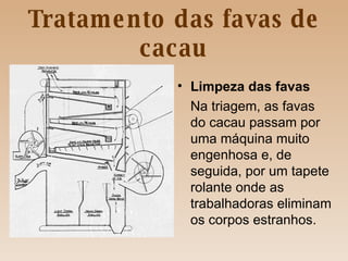 Tratamento das favas de cacau Limpeza das favas Na triagem, as favas do cacau passam por uma máquina muito engenhosa e, de seguida, por um tapete rolante onde as trabalhadoras eliminam os corpos estranhos. 