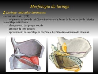 ♫   Laringe: músculos intrínsecos m. cricotireóideo (CT) . origina-se no arco da cricóide e insere-se em forma de leque na borda inferior da cartilagem tireóidea . alongamento das pregas vocais . emissão de tons agudos  . aproximação das cartilagens cricóide e tireóidea (movimento de báscula) Morfologia da laringe 