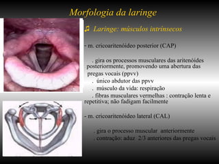♫  Laringe: músculos intrínsecos m. cricoaritenóideo posterior (CAP) . gira os processos musculares das aritenóides  . ;  . ...,,,,,,,,,,,,,,,,,,,,,,,,,,,,, posteriormente, promovendo uma abertura das pregas vocais (ppvv)  .  único abdutor das ppvv .  músculo da vida: respiração . fibras musculares vermelhas : contração lenta e repetitiva; não fadigam facilmente - m. cricoaritenóideo lateral (CAL) . gira o processo muscular  anteriormente . contração: aduz  2/3 anteriores das pregas vocais Morfologia da laringe 
