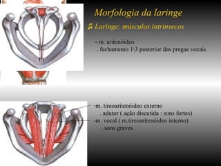 ♫   Laringe: músculos intrínsecos - m. aritenóideo  . fechamento 1\3 posterior das pregas vocais Morfologia da laringe m. tireoaritenóideo externo  . adutor ( ação discutida : sons fortes) -m. vocal ( m.tireoaritenóideo interno) . sons graves 