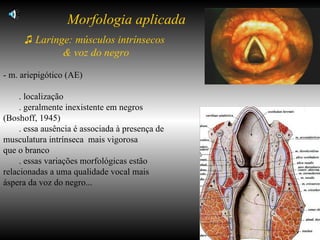 ♫   Laringe: músculos intrínsecos  & voz do negro - m. ariepigótico (AE) . localização  . geralmente inexistente em negros  (Boshoff, 1945) . essa ausência é associada à presença de  musculatura intrínseca  mais vigorosa  que o branco . essas variações morfológicas estão  relacionadas a uma qualidade vocal mais áspera da voz do negro... Morfologia aplicada 