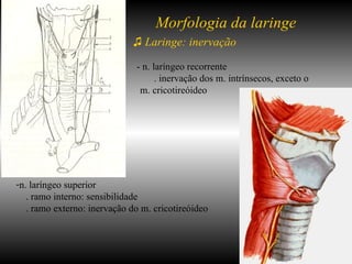 ♫   Laringe: inervação -  - n. laríngeo recorrente . inervação dos m. intrínsecos, exceto o  m. cricotireóideo n. laríngeo superior . ramo interno: sensibilidade . ramo externo: inervação do m. cricotireóideo Morfologia da laringe 