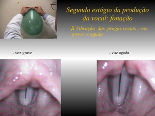 ♫   Vibração  das  pregas vocais : voz  grave  e aguda  - voz grave  - voz aguda Segundo estágio da produção da vocal: fonação 