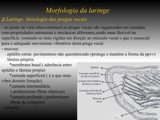 ♫   Laringe: histologia das pregas vocais Morfologia da laringe - do ponto de vista ultra-estrutural,as pregas vocais são organizadas em camadas com propriedades estruturais e mecânicas diferentes,sendo mais flexível na superfície, tornando-se mais rígidas em direção ao músculo vocal o que e essencial para o adequado movimento vibratório desta prega vocal. -  mucosa: . epitélio estrat. pavimentoso não queratinizado (protege e mantém a forma da ppvv) . lâmina própria: *membrana basal ( aderência entre  epitélio e lâmina própia) *camada superficial ( é a que mais  vibra durante fonação)  *camada intermediária  ( predominam fibras elásticas) *camada profunda ( predominam fibras de colágeno) - músculo 