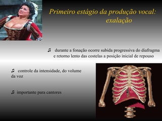 Primeiro estágio da produção vocal:  exalação ♫  durante a fonação ocorre subida progressiva do diafragma e retorno lento das costelas a posição inicial de repouso ♫  controle da intensidade, do volume  da voz ♫  importante para cantores 